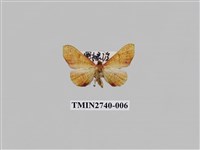 藏品(尺蛾296)的圖片